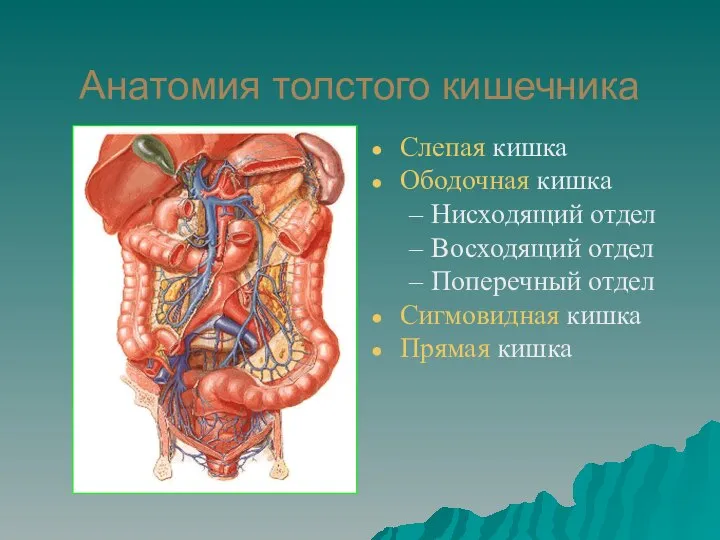 Анатомия толстого кишечника Слепая кишка Ободочная кишка Нисходящий отдел Восходящий отдел Поперечный