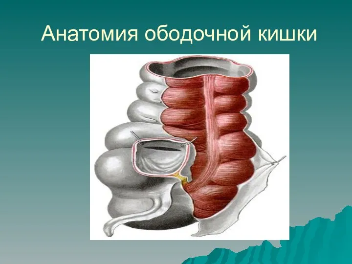 Анатомия ободочной кишки