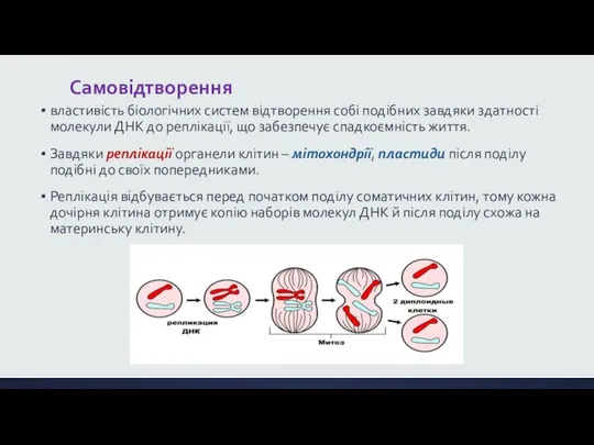 Самовідтворення властивість біологічних систем відтворення собі подібних завдяки здатності молекули ДНК до