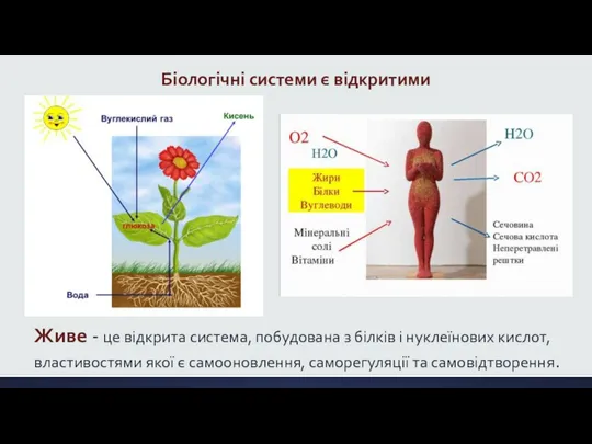 Біологічні системи є відкритими Живе - це відкрита система, побудована з білків