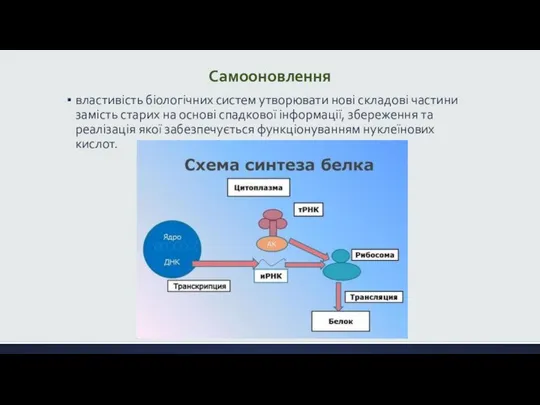 Самооновлення властивість біологічних систем утворювати нові складові частини замість старих на основі