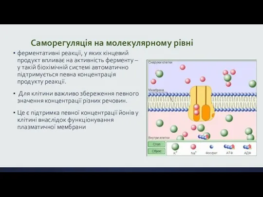 Саморегуляція на молекулярному рівні ферментативні реакції, у яких кінцевий продукт впливає на