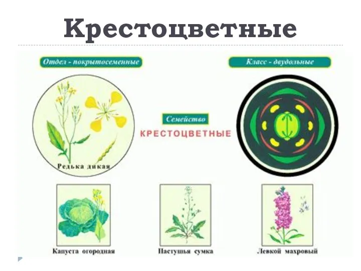 Крестоцветные