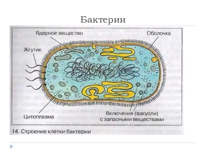 Бактерии