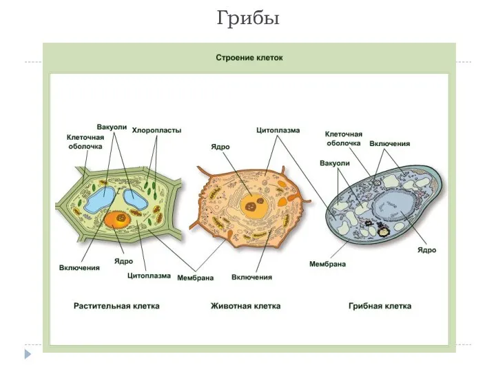 Грибы