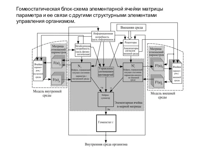 Гомеостатическая блок-схема элементарной ячейки матрицы параметра и ее связи с другими структурными элементами управления организмом.