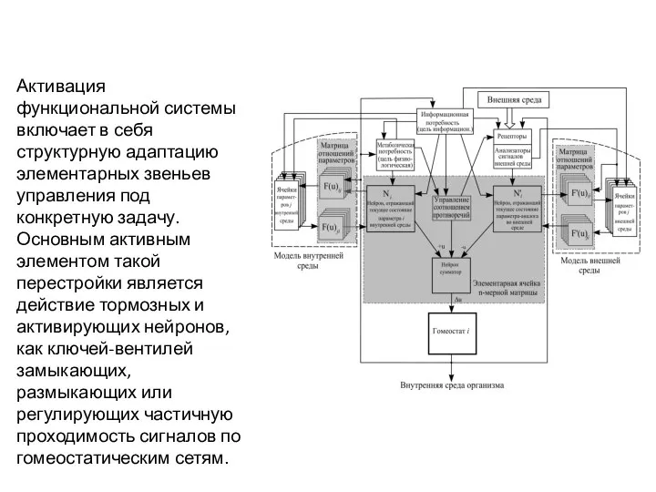 Активация функциональной системы включает в себя структурную адаптацию элементарных звеньев управления под