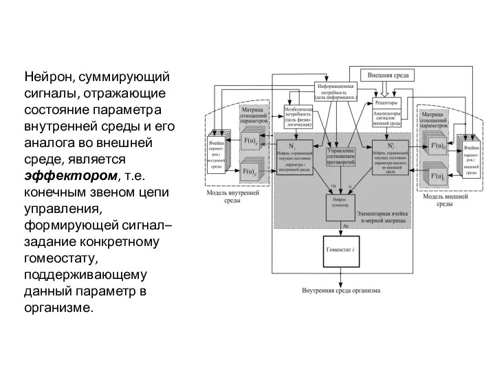 Нейрон, суммирующий сигналы, отражающие состояние параметра внутренней среды и его аналога во