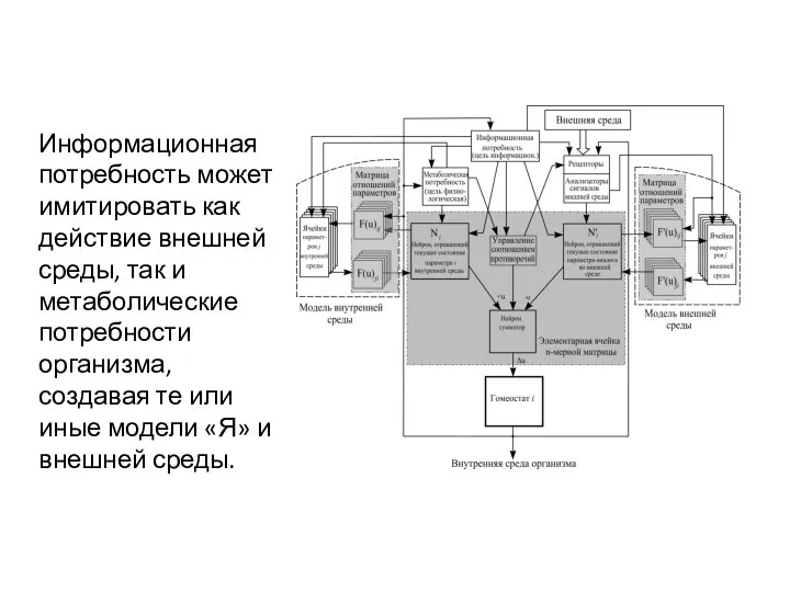Информационная потребность может имитировать как действие внешней среды, так и метаболические потребности