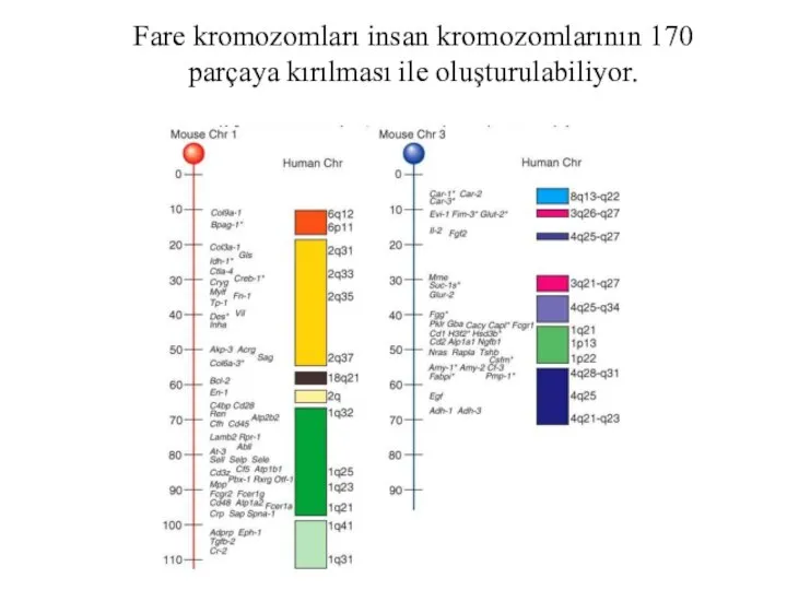 Fare kromozomları insan kromozomlarının 170 parçaya kırılması ile oluşturulabiliyor.