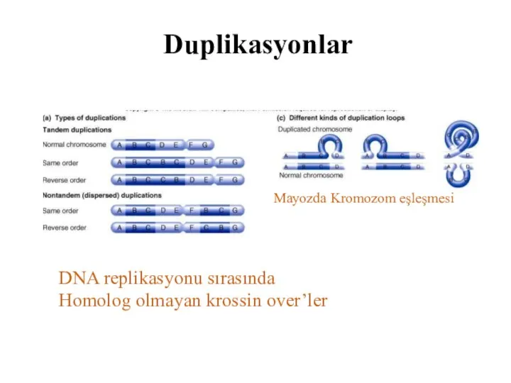 Duplikasyonlar DNA replikasyonu sırasında Homolog olmayan krossin over’ler Mayozda Kromozom eşleşmesi
