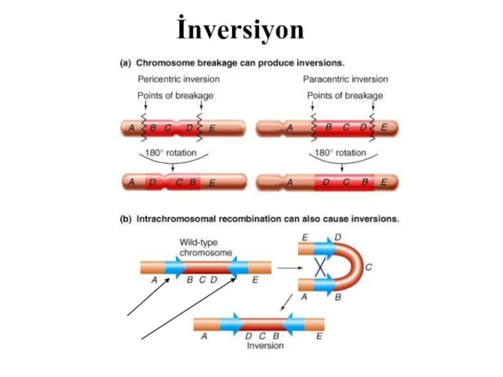 İnversiyon