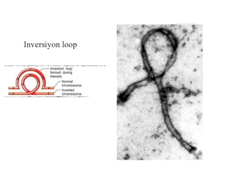 Inversiyon loop