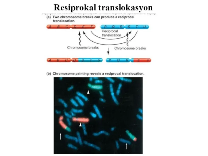 Resiprokal translokasyon