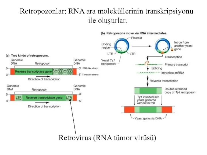 Retrovirus (RNA tümor virüsü) Retropozonlar: RNA ara moleküllerinin transkripsiyonu ile oluşurlar.
