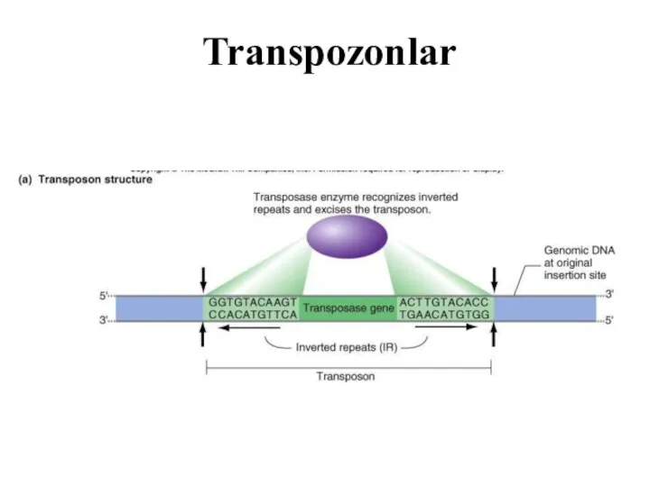 Transpozonlar