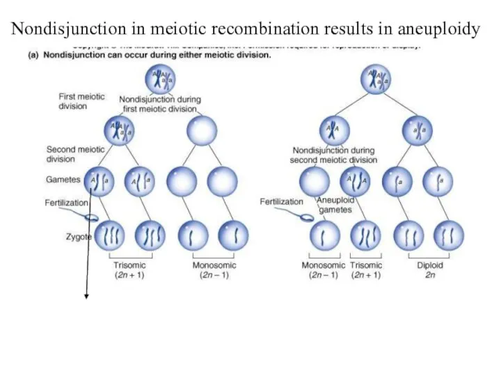 Nondisjunction in meiotic recombination results in aneuploidy