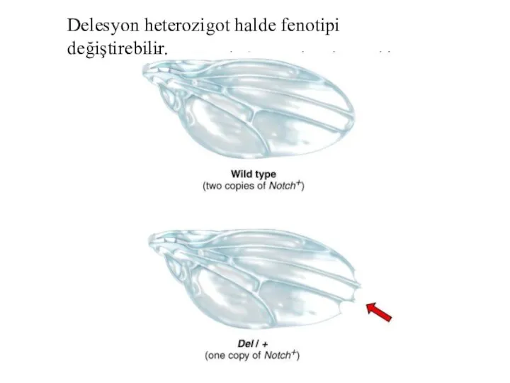 Delesyon heterozigot halde fenotipi değiştirebilir.