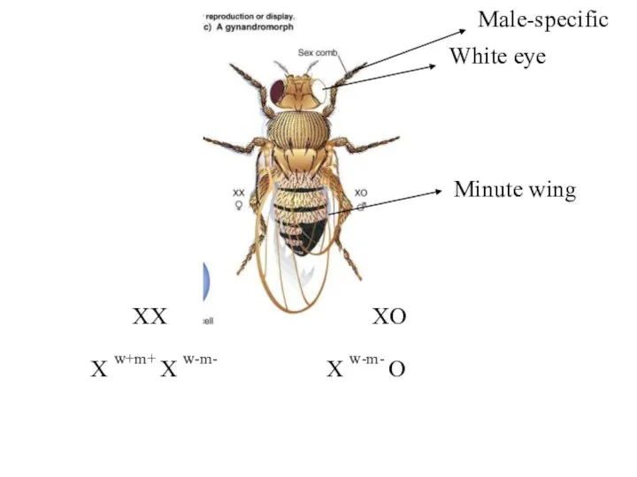 XX X w+m+ X w-m- XO X w-m- O Male-specific White eye Minute wing