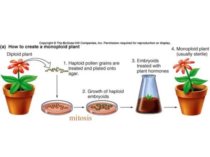 mitosis