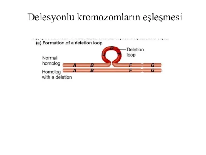 Delesyonlu kromozomların eşleşmesi