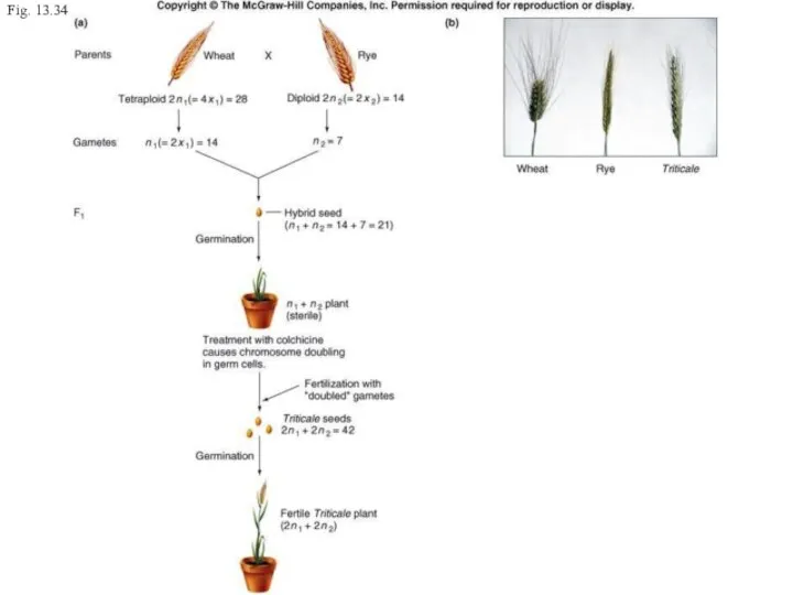 Fig. 13.34