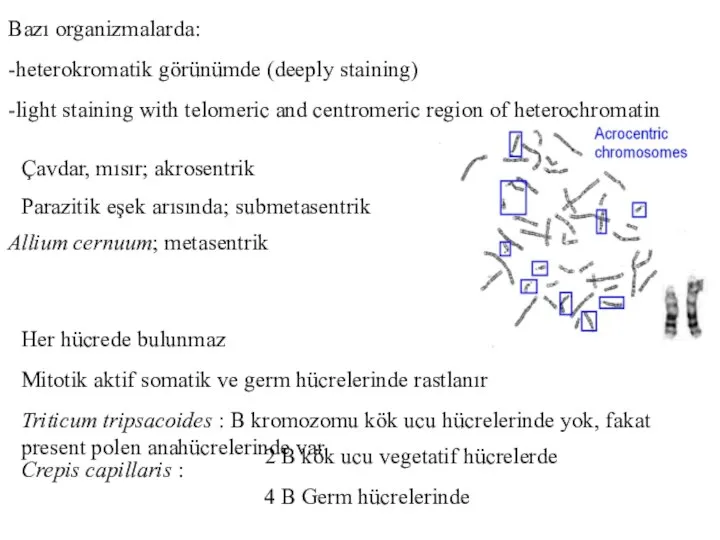Bazı organizmalarda: -heterokromatik görünümde (deeply staining) -light staining with telomeric and centromeric