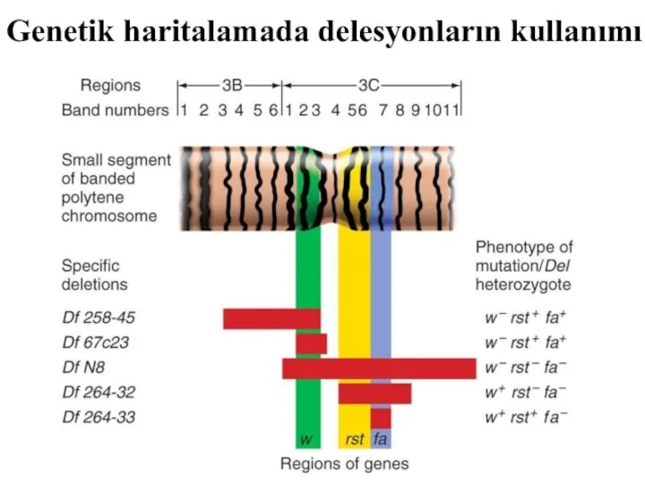 Genetik haritalamada delesyonların kullanımı