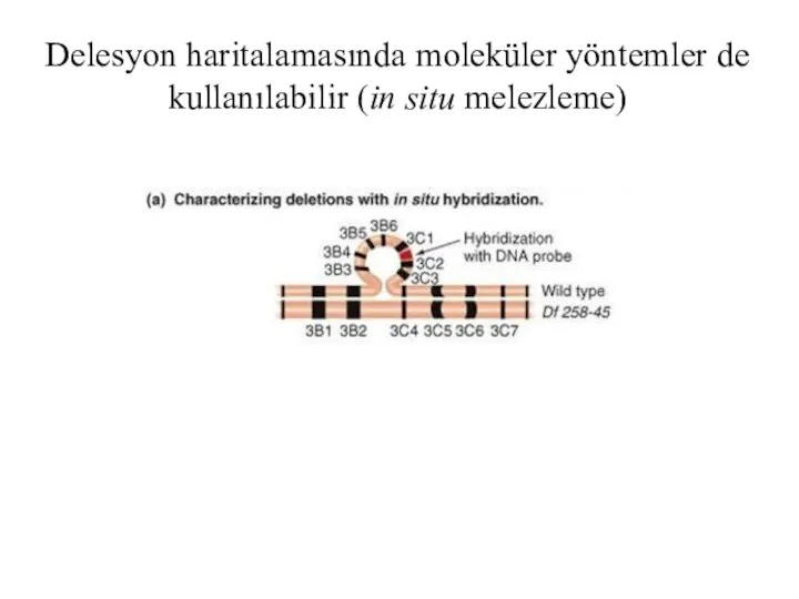 Delesyon haritalamasında moleküler yöntemler de kullanılabilir (in situ melezleme)