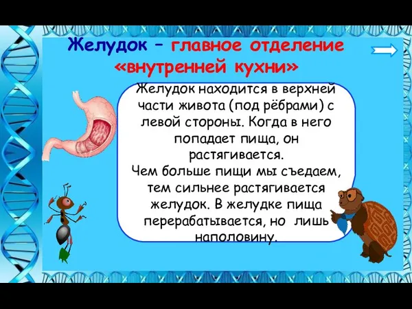 Желудок находится в верхней части живота (под рёбрами) с левой стороны. Когда