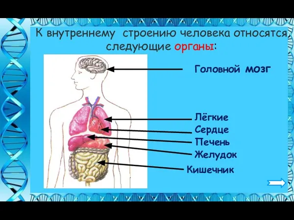 Головной мозг Лёгкие Сердце Печень Желудок Кишечник К внутреннему строению человека относятся следующие органы: