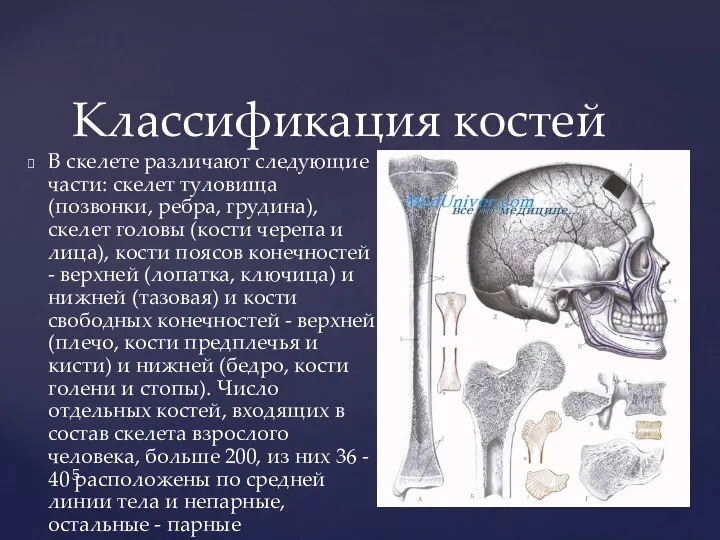 В скелете различают следующие части: скелет туловища (позвонки, ребра, грудина), скелет головы