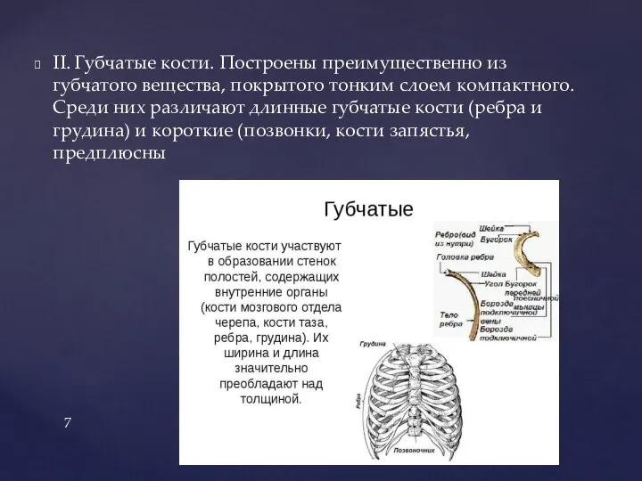 II. Губчатые кости. Построены преимущественно из губчатого вещества, покрытого тонким слоем компактного.