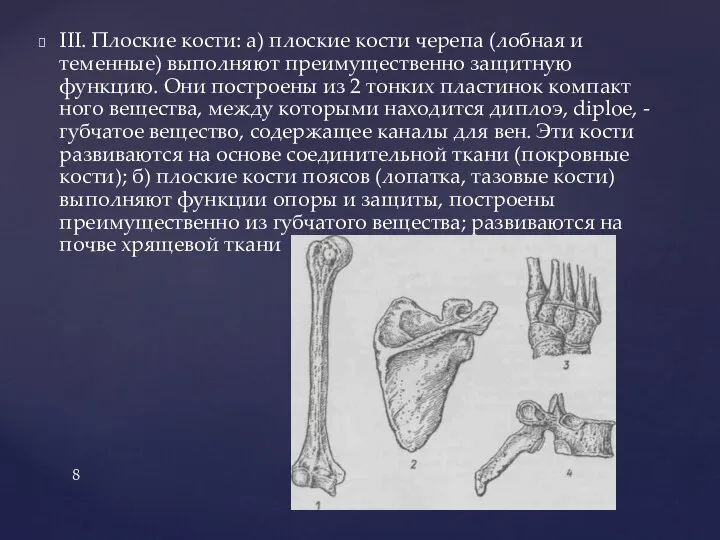 III. Плоские кости: а) плоские кости черепа (лобная и теменные) выполняют преимущественно