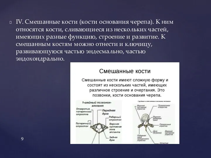 IV. Смешанные кости (кости основания черепа). К ним относятся кости, сливающиеся из