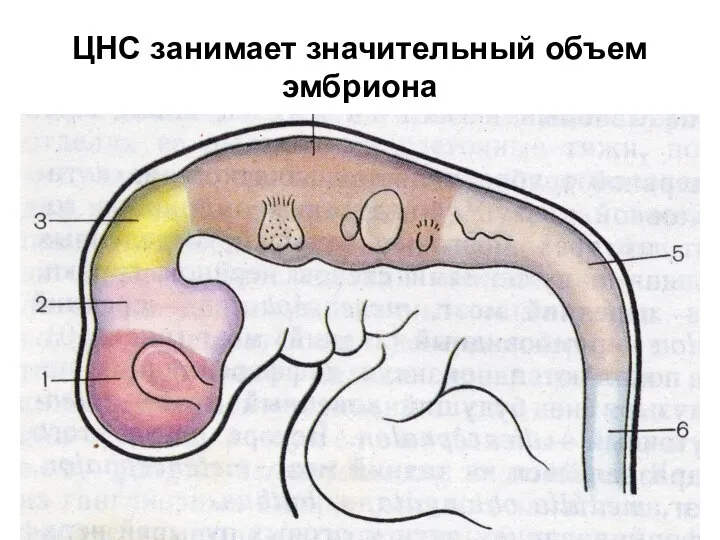 ЦНС занимает значительный объем эмбриона