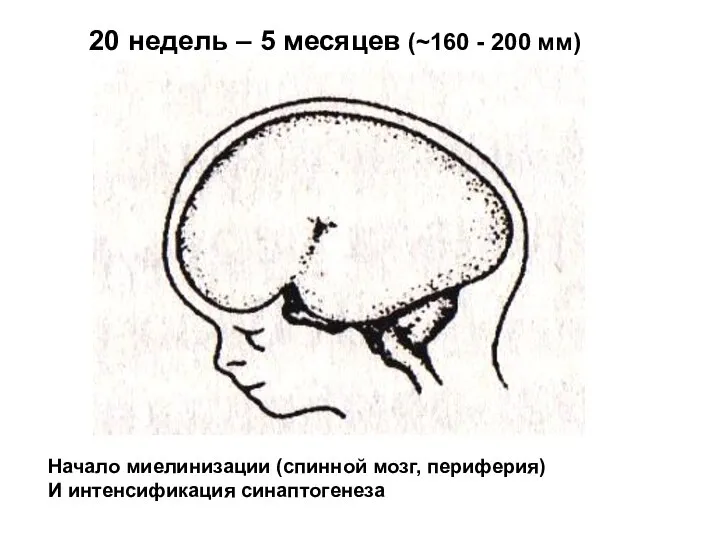 20 недель – 5 месяцев (~160 - 200 мм) Начало миелинизации (спинной