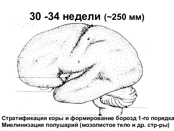 30 -34 недели (~250 мм) Стратификация коры и формирование борозд 1-го порядка