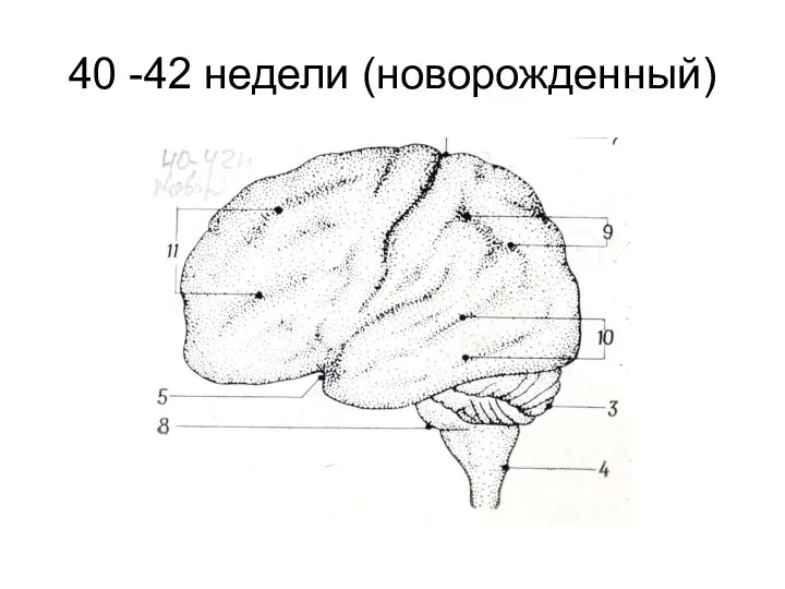 40 -42 недели (новорожденный)