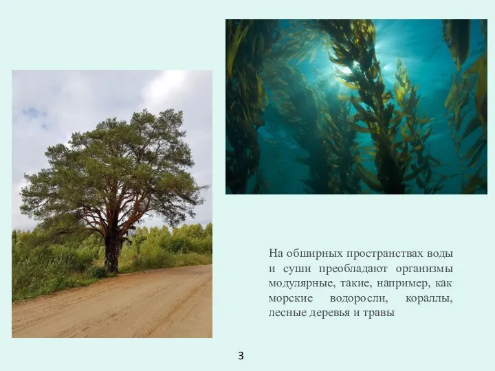 На обширных пространствах воды и суши преобладают организмы модулярные, такие, например, как