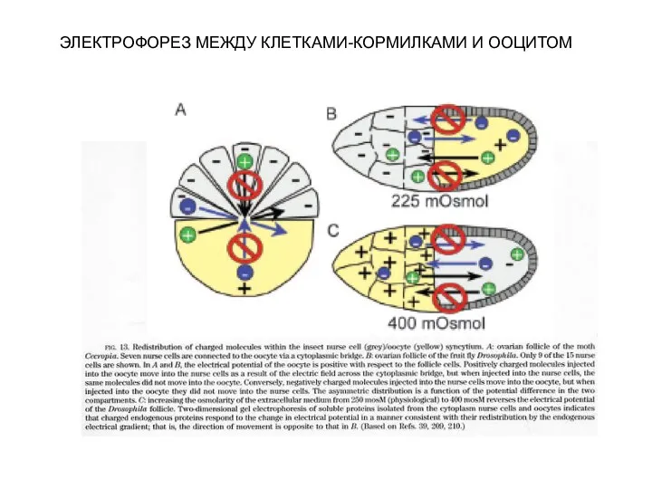 ЭЛЕКТРОФОРЕЗ МЕЖДУ КЛЕТКАМИ-КОРМИЛКАМИ И ООЦИТОМ