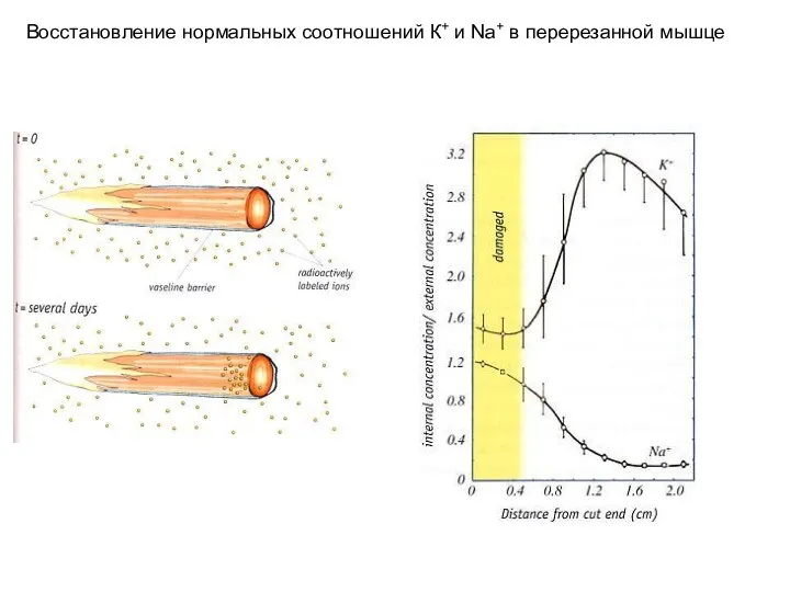 Восстановление нормальных соотношений К+ и Na+ в перерезанной мышце