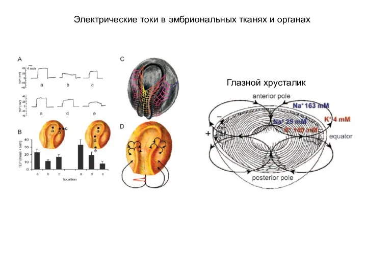 Электрические токи в эмбриональных тканях и органах Глазной хрусталик