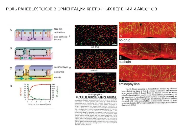 РОЛЬ РАНЕВЫХ ТОКОВ В ОРИЕНТАЦИИ КЛЕТОЧНЫХ ДЕЛЕНИЙ И АКСОНОВ Усиление электрического сигнала