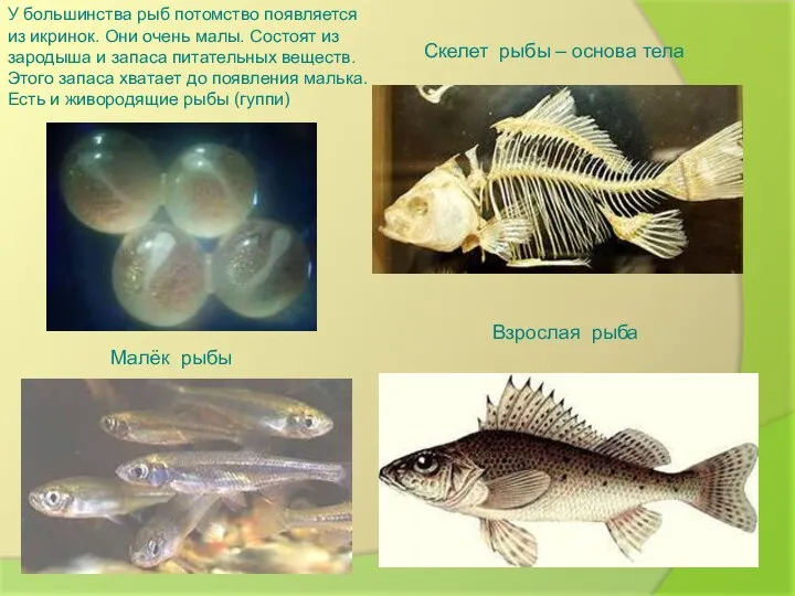 Малёк рыбы У большинства рыб потомство появляется из икринок. Они очень малы.