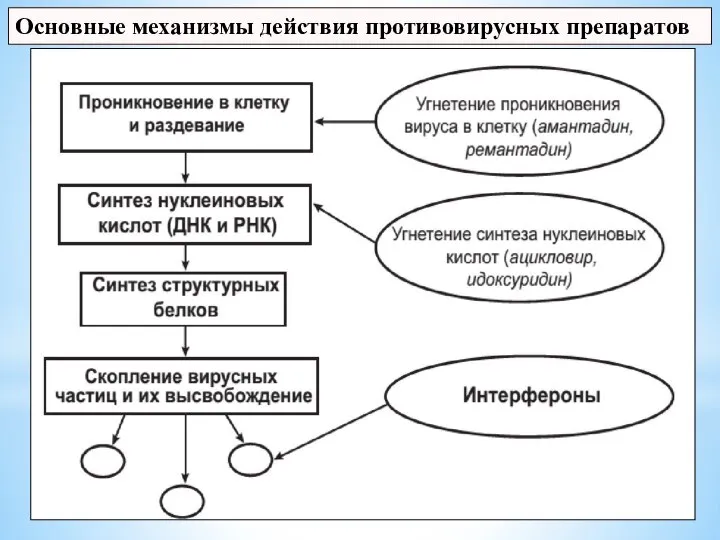 Основные механизмы действия противовирусных препаратов