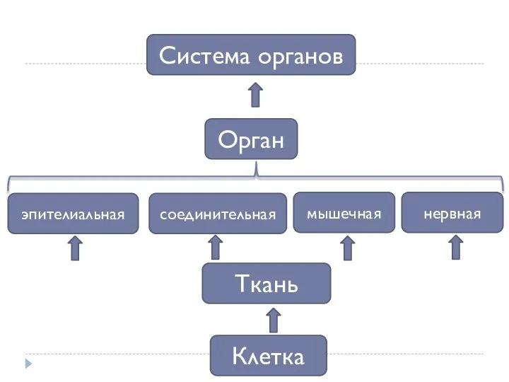 Клетка Ткань Орган Система органов эпителиальная соединительная мышечная нервная