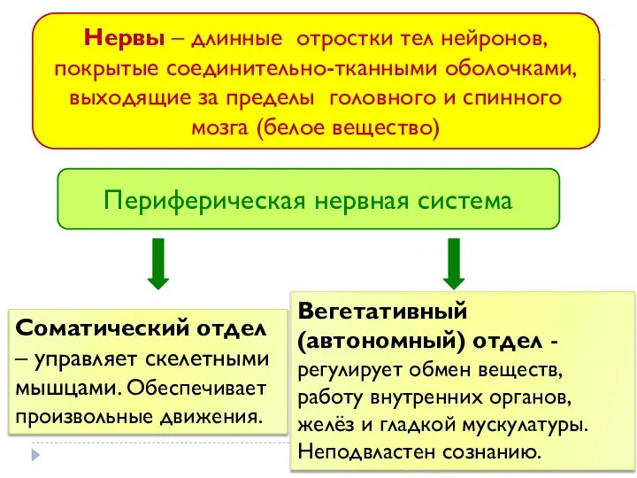 Нервы – длинные отростки тел нейронов, покрытые соединительно-тканными оболочками, выходящие за пределы