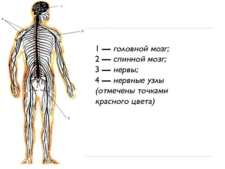 1 — головной мозг; 2 — спинной мозг; 3 — нервы; 4