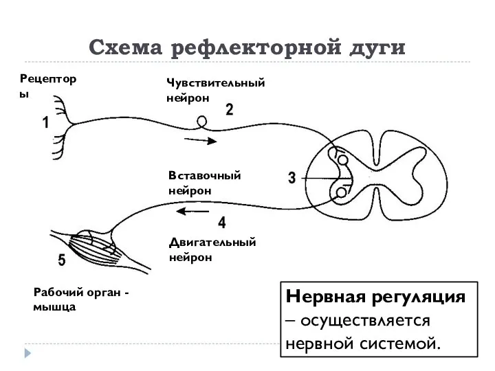 Схема рефлекторной дуги Нервная регуляция – осуществляется нервной системой. Рецепторы Чувствительный нейрон